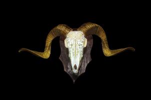 Ram skull with horns. A pattern carved into the skull of an animal. Isolate on a black back photo