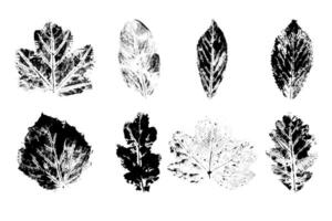 Black ink leaves, grunge autumn imprints. Hand drawn stamps isolated on a white background vector