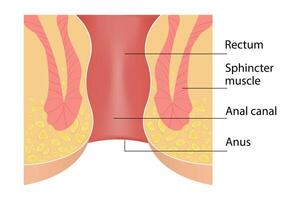 Structure of the anus. Cross-section of the rectum and anal canal vector