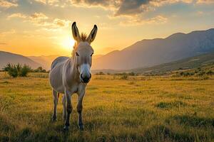 A donkey stands in a field at sunset with a mountain range in the background photo