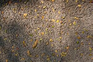 Light grey color small stones on ground surface with yellow fallen leaves texture top view photo