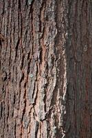 Bark of old tree texture. Abstract background and texture for design. Tree, texture, wood, nature, forest photo