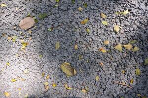 Light grey color small stones on ground surface with yellow fallen leaves texture top view photo