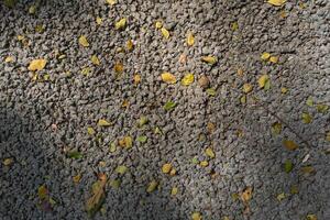 Light grey color small stones on ground surface with yellow fallen leaves texture top view photo