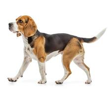 Beagle dog running and jumping, side view, white background, in the style of high definition photography, photo