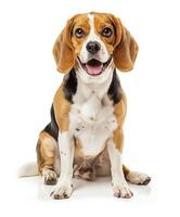 Beagle dog running and jumping, side view, white background, in the style of high definition photography, photo