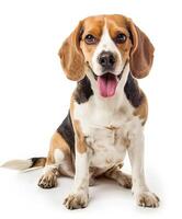 Beagle dog running and jumping, side view, white background, in the style of high definition photography, photo