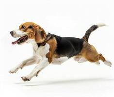 Beagle dog running and jumping, side view, white background, in the style of high definition photography, photo