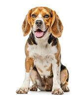 Beagle dog running and jumping, side view, white background, in the style of high definition photography, photo