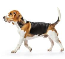 Beagle dog running and jumping, side view, white background, in the style of high definition photography, photo