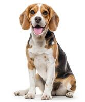 Beagle dog running and jumping, side view, white background, in the style of high definition photography, photo