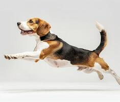 Beagle dog running and jumping, side view, white background, in the style of high definition photography, photo