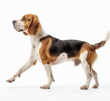 Beagle dog running and jumping, side view, white background, in the style of high definition photography, photo
