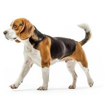 Beagle dog running and jumping, side view, white background, in the style of high definition photography, photo