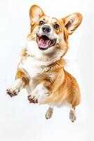 A Corgi dog jumping up with a happy expression against a white background photo