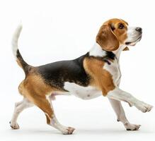 Beagle dog running and jumping, side view, white background, in the style of high definition photography, photo