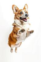 A Corgi dog jumping up with a happy expression against a white background photo