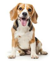 Beagle dog running and jumping, side view, white background, in the style of high definition photography, photo