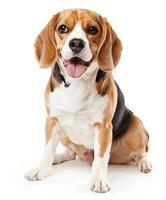 Beagle dog running and jumping, side view, white background, in the style of high definition photography, photo