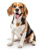 Beagle dog running and jumping, side view, white background, in the style of high definition photography, photo