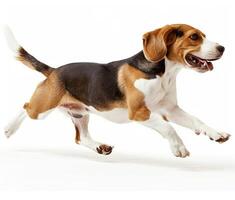 Beagle dog running and jumping, side view, white background, in the style of high definition photography, photo