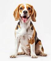 Beagle dog running and jumping, side view, white background, in the style of high definition photography, photo