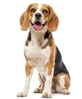 Beagle dog running and jumping, side view, white background, in the style of high definition photography, photo