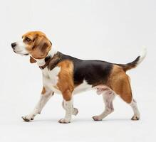 Beagle dog running and jumping, side view, white background, in the style of high definition photography, photo