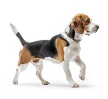 Beagle dog running and jumping, side view, white background, in the style of high definition photography, photo