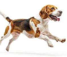 Beagle dog running and jumping, side view, white background, in the style of high definition photography, photo
