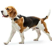 Beagle dog running and jumping, side view, white background, in the style of high definition photography, photo