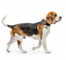 Beagle dog running and jumping, side view, white background, in the style of high definition photography, photo