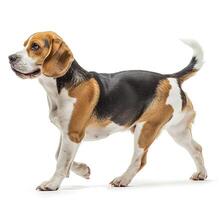 Beagle dog running and jumping, side view, white background, in the style of high definition photography, photo