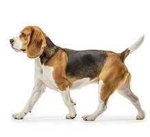 Beagle dog running and jumping, side view, white background, in the style of high definition photography, photo