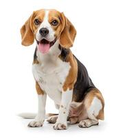 Beagle dog running and jumping, side view, white background, in the style of high definition photography, photo