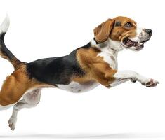 Beagle dog running and jumping, side view, white background, in the style of high definition photography, photo