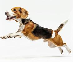 Beagle dog running and jumping, side view, white background, in the style of high definition photography, photo