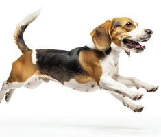 Beagle dog running and jumping, side view, white background, in the style of high definition photography, photo