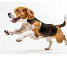 Beagle dog running and jumping, side view, white background, in the style of high definition photography, photo