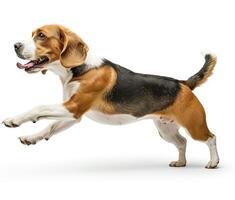 Beagle dog running and jumping, side view, white background, in the style of high definition photography, photo