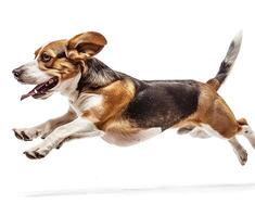 Beagle dog running and jumping, side view, white background, in the style of high definition photography, photo