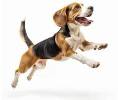 Beagle dog running and jumping, side view, white background, in the style of high definition photography, photo
