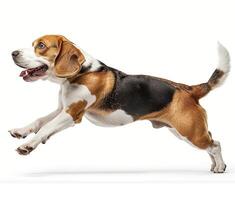 Beagle dog running and jumping, side view, white background, in the style of high definition photography, photo