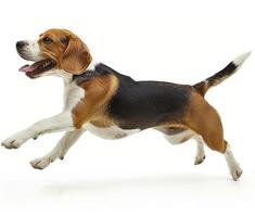 Beagle dog running and jumping, side view, white background, in the style of high definition photography, photo
