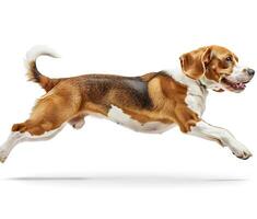 Beagle dog running and jumping, side view, white background, in the style of high definition photography, photo