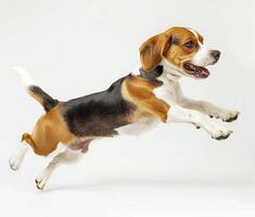 Beagle dog running and jumping, side view, white background, in the style of high definition photography, photo