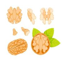 Illustration of a walnut, featuring its shell, kernel, and leaves, presented in various states vector