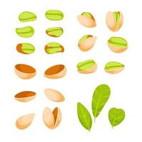 Set of pistachio nuts showing the stages of a pistachio cracking open, with some closed, some open, and some with the nut exposed vector