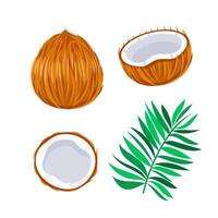 Coconuts with palm leaves. Whole and half cracked broken coco nut. Summer fruits vector