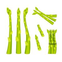 Set of fresh green asparagus spears with closed buds, tied with string, isolated on white vector